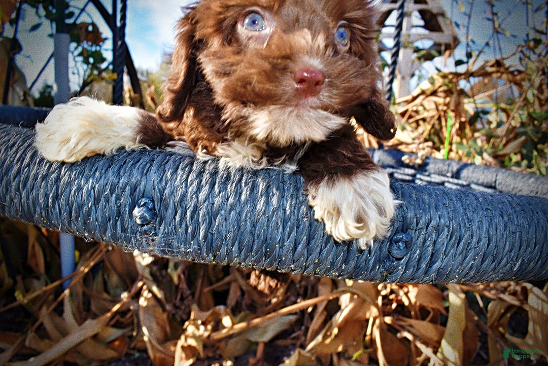 Havapoo dogs for sale: Ozzie - Ad 3