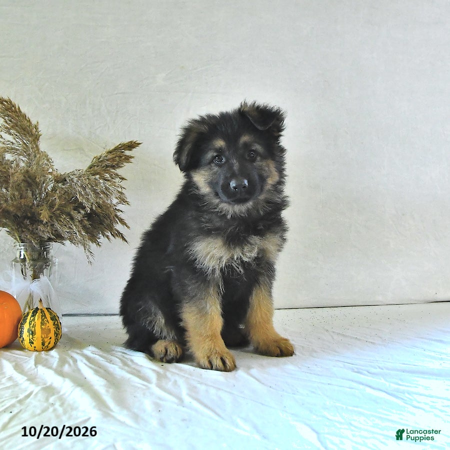 German Shepherd dogs Izzy - Ad 1
