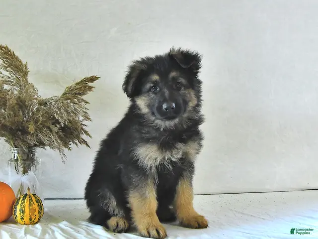 German Shepherd dogs Izzy - Ad 1