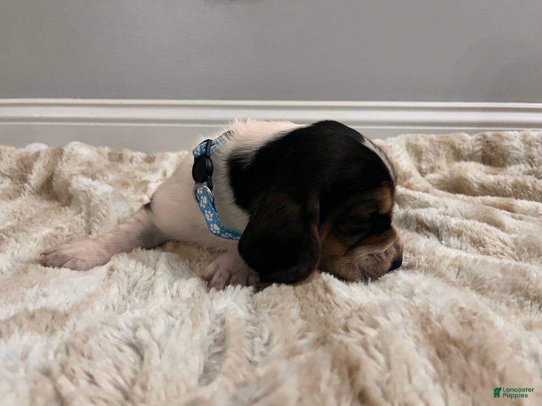 Basset Hound dogs for sale: Mox - Ad 2