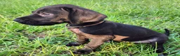 Great Dane dogs for sale: Black Female  - Ad 4
