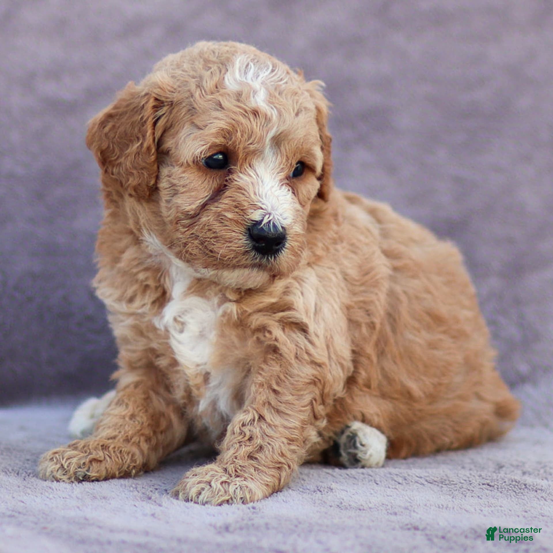 Bay Area Mini Labradoodle Craigslist Goldendoodle Puppies For Sale