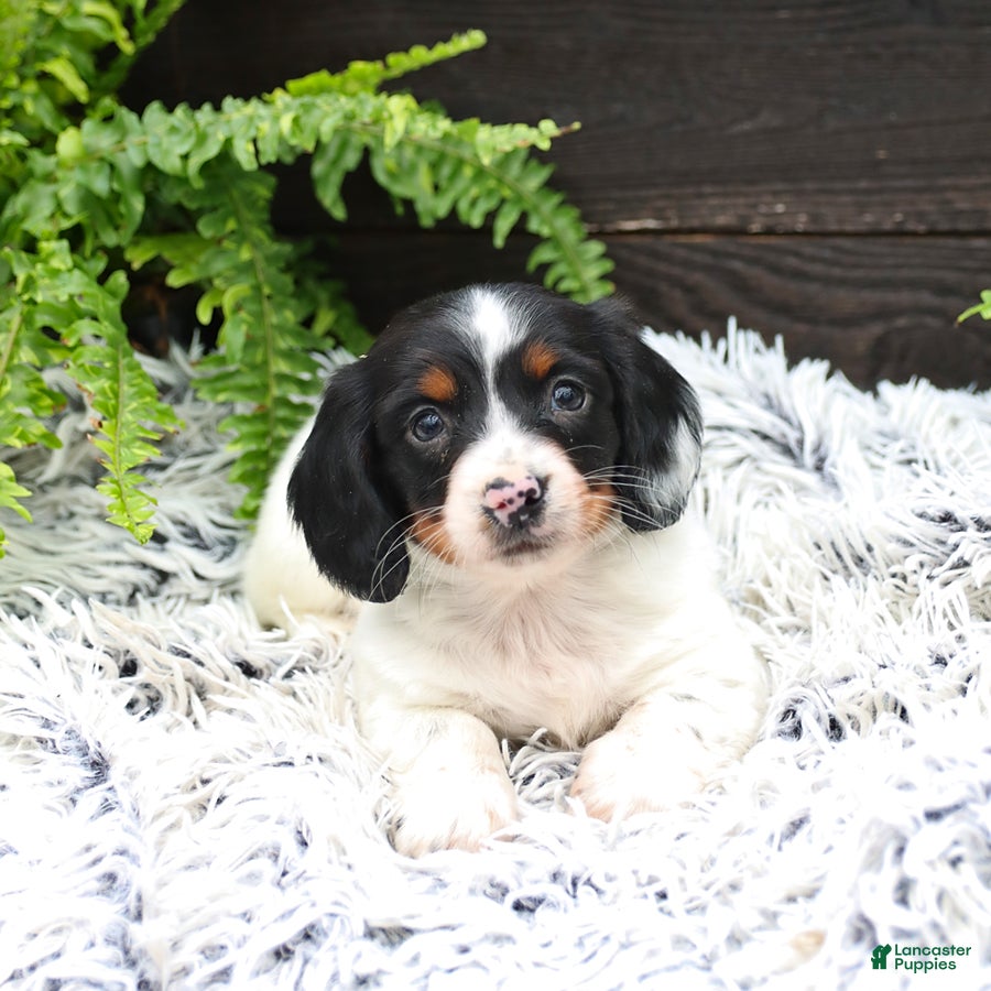 Miniature Dachshund dogs Dozer - Ad 1