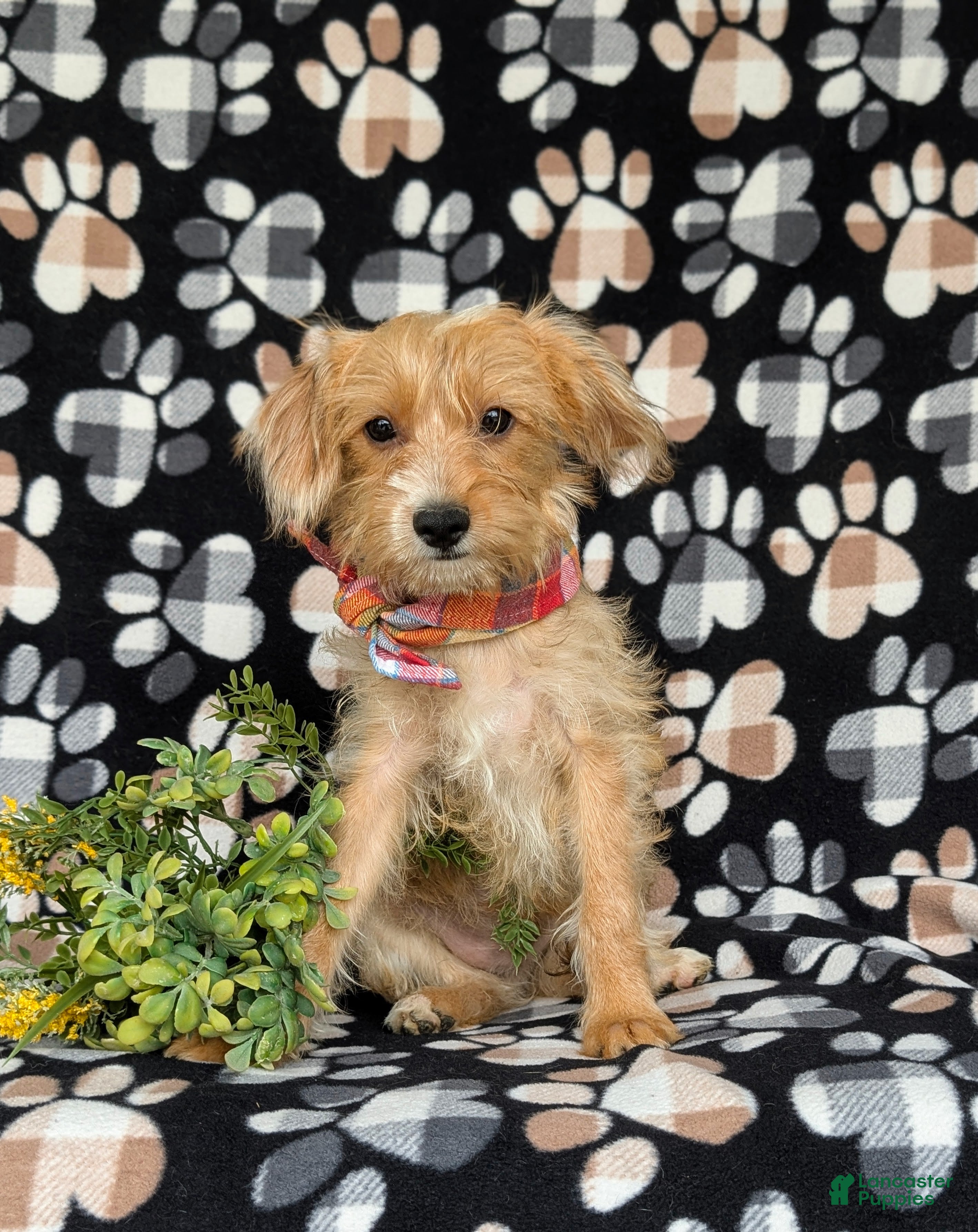 Shorkie dogs Luke Hypoallergenic - Ad 1
