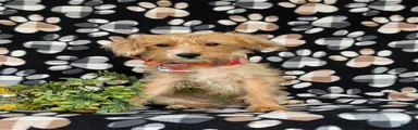 Luke Hypoallergenic