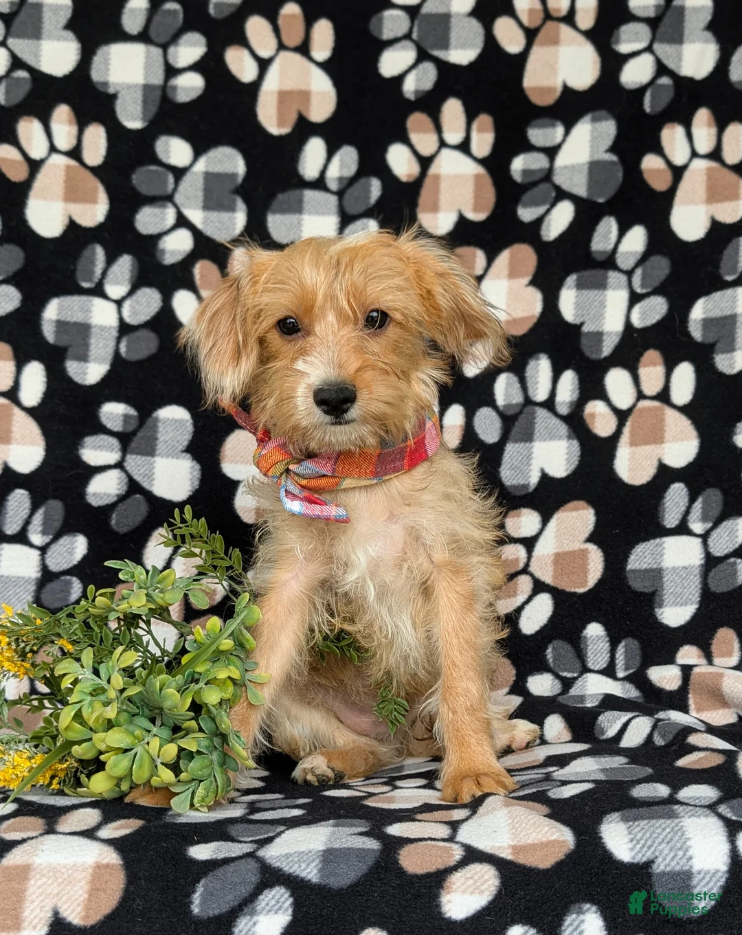 Shorkie dogs for sale: Luke Hypoallergenic - Ad 1