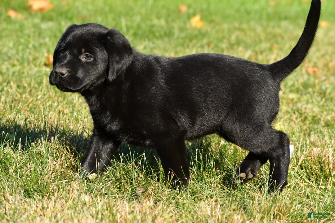 Labrador Retriever dogs for sale: Lacey - Ad 15
