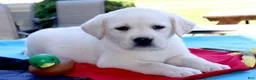 Labrador Retriever dogs for sale: Major - English Champ lines - Ad 3