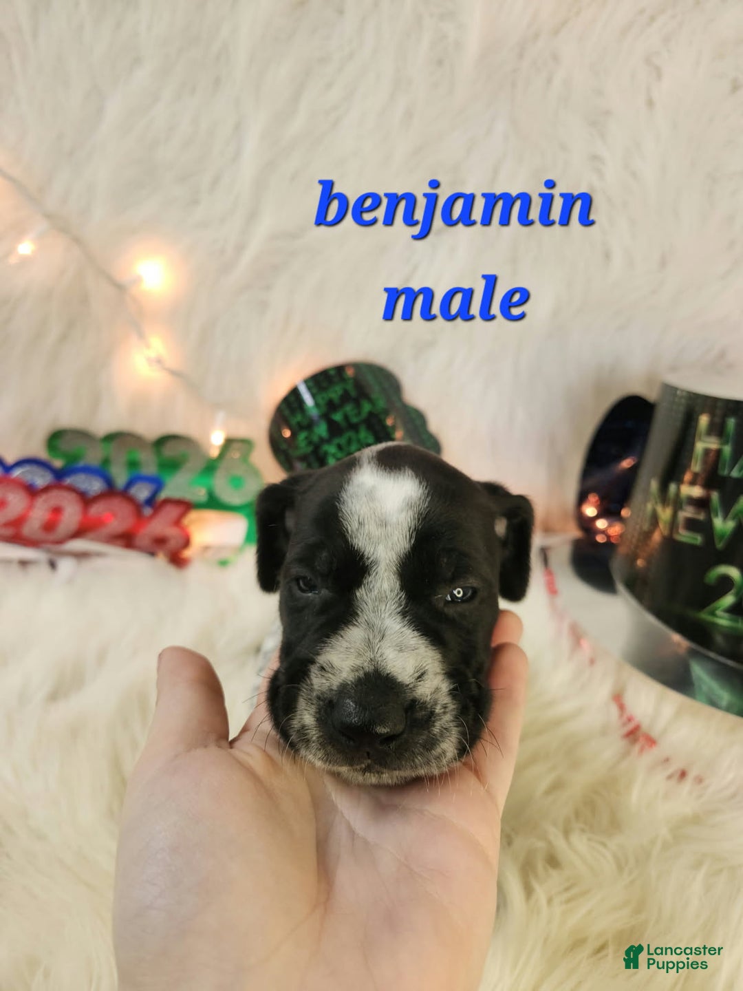 German Shorthaired Pointer dogs for sale: Benjamin  - Ad 1
