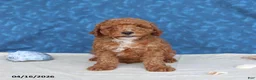 Goldendoodle dogs for sale: Bingo - Ad 5
