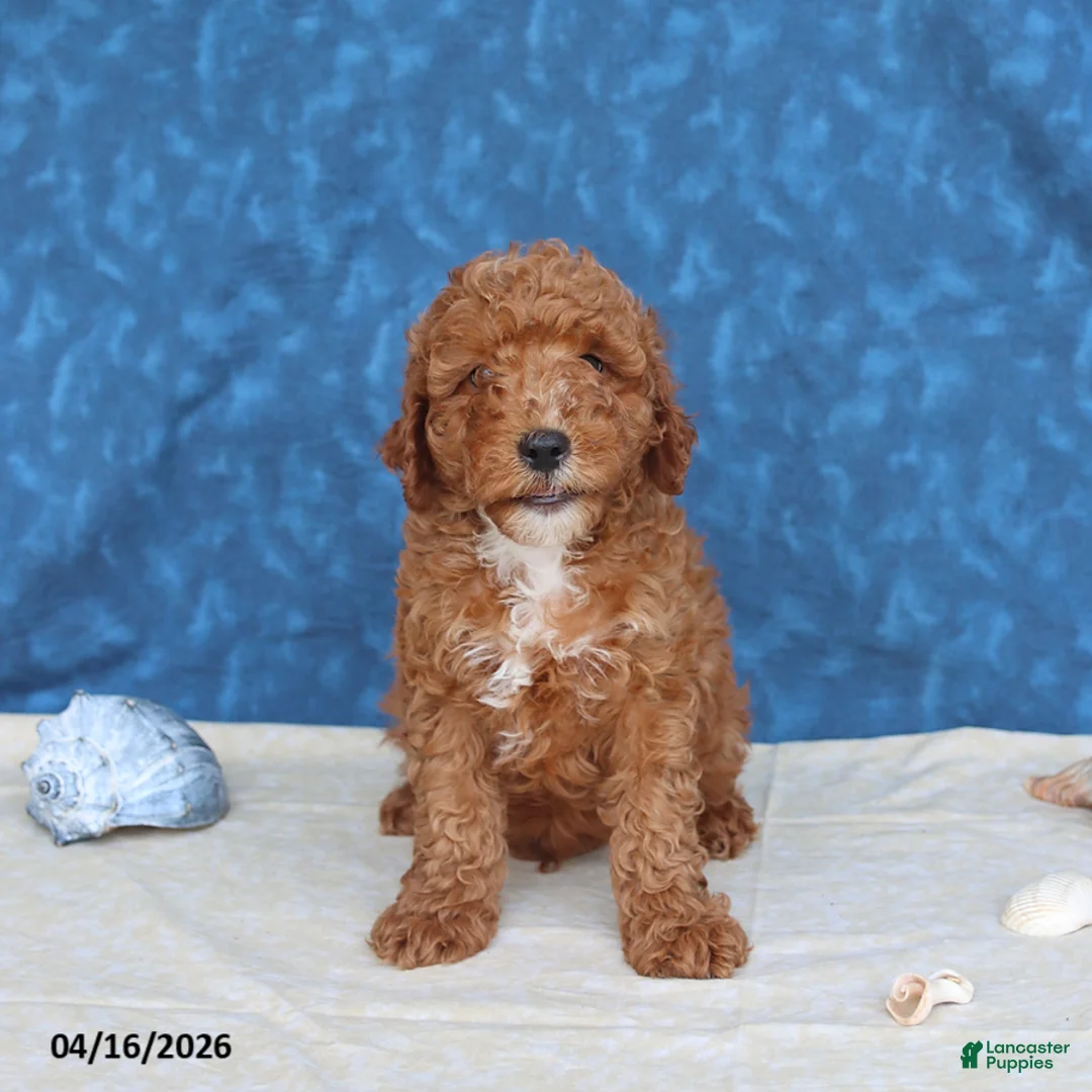 Goldendoodle dogs for sale: Bingo - Ad 5