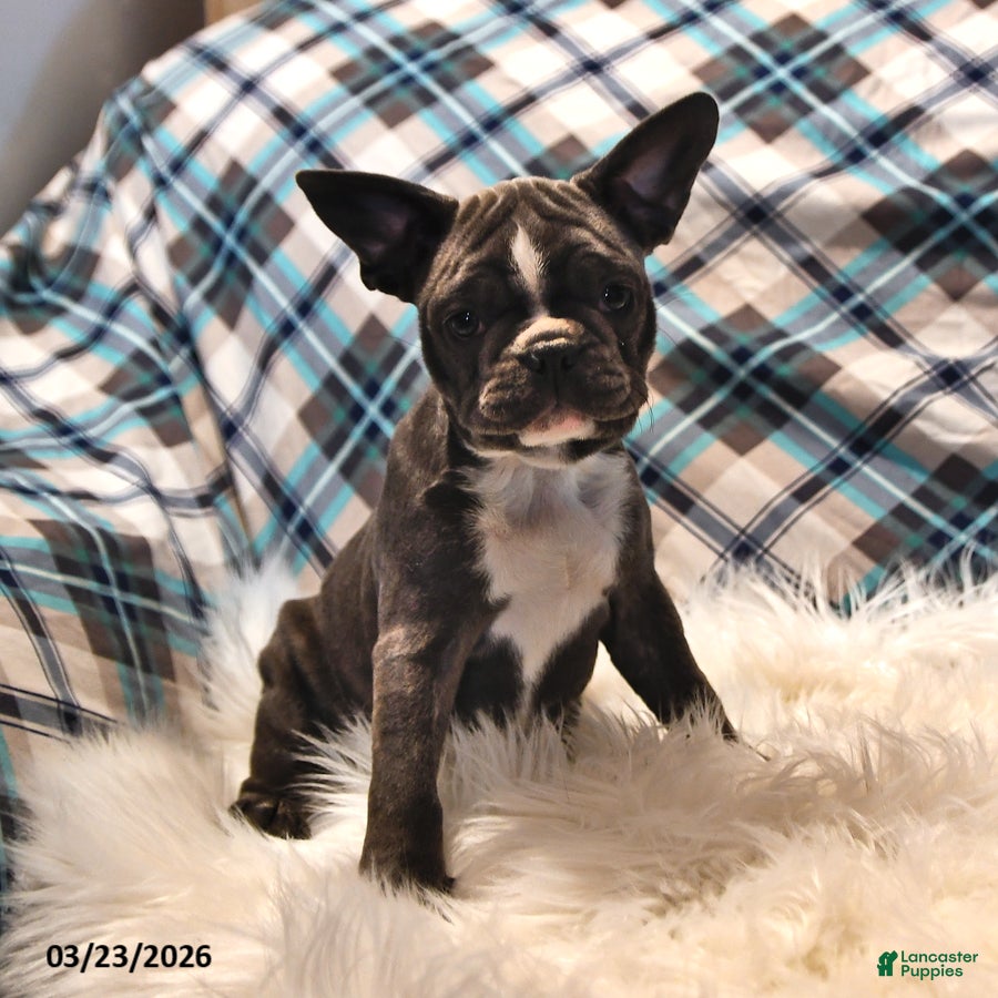 Frenchton dogs Moonbeam - Ad 1