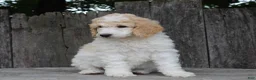 Standard Poodle dogs for sale: Willow AKC standard poodle - Ad 7