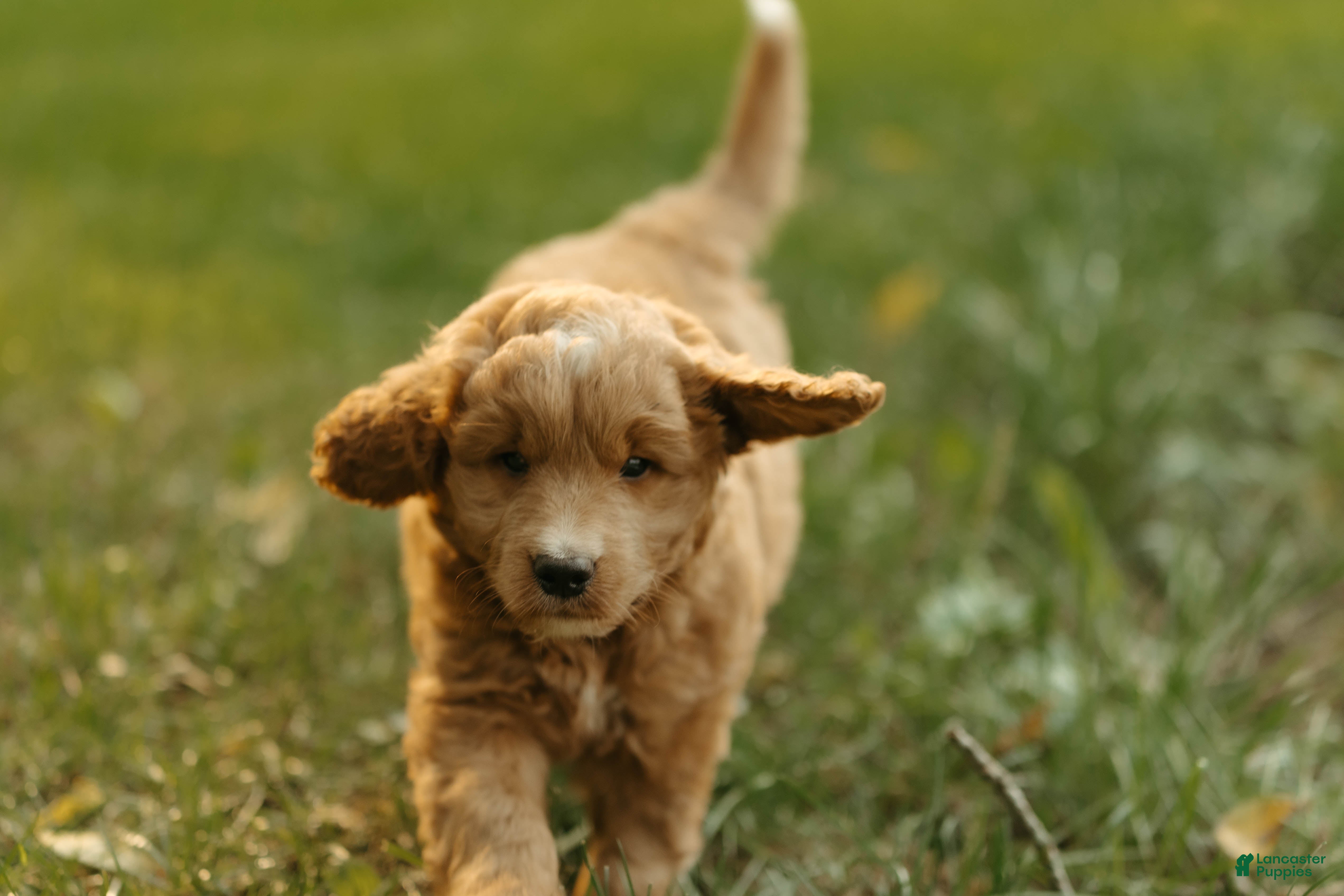 Mini Goldendoodle dogs Charlie - Ad 2