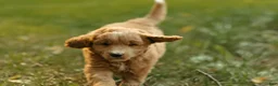 Mini Goldendoodle dogs for sale: Charlie - Ad 2
