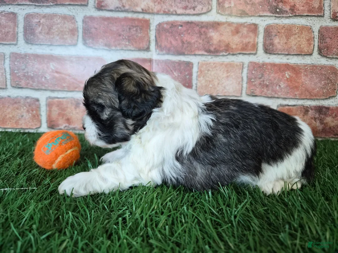 Shihpoo dogs for sale: Waylon - Ad 6