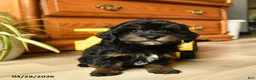 Havapoo dogs for sale: Sprinkle - Ad 14