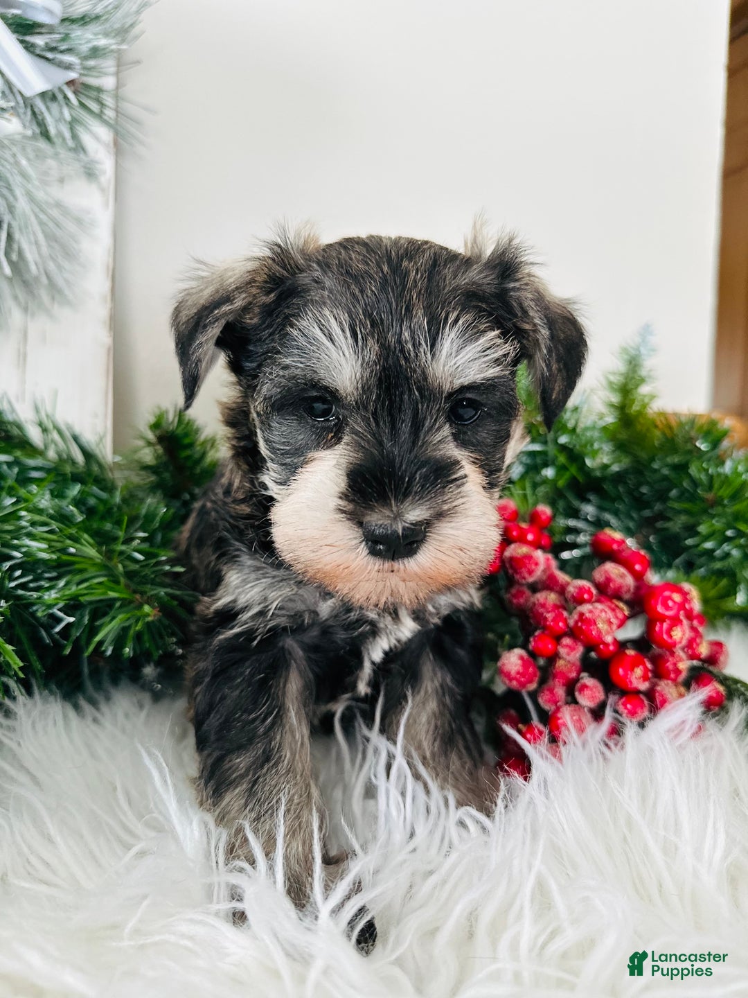 Miniature Schnauzer dogs for sale: Bandit - Ad 4