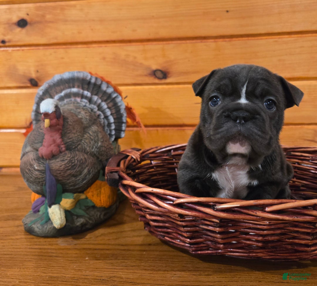 French Bulldog dogs for sale: Grace - Ad 3