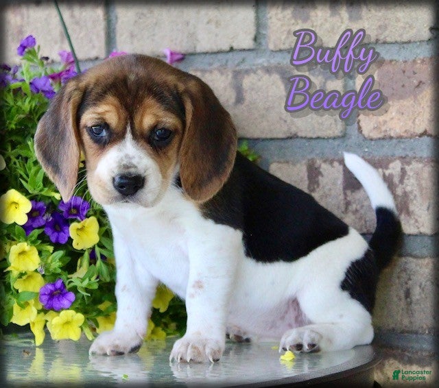 Beagle dogs for sale: Buffy - Ad 1
