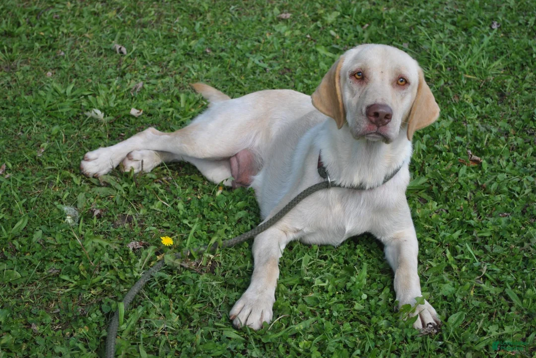 Labrador Retriever dogs for sale: Shiloh - Ad 2