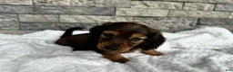 Miniature Dachshund dogs for sale: Rex - Ad 7