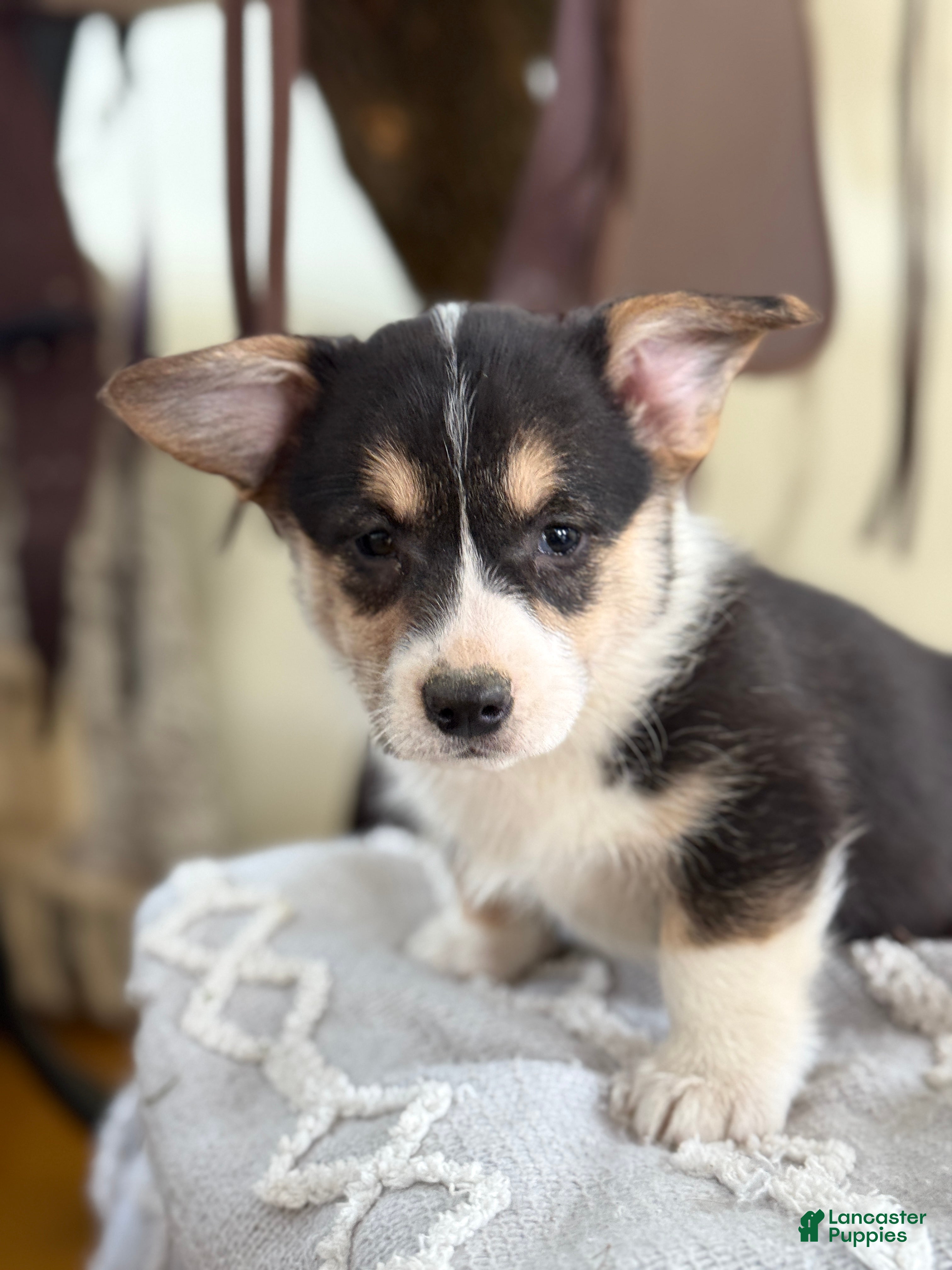 Welsh Corgi Pembroke dogs for sale: Fudge - Ad 1