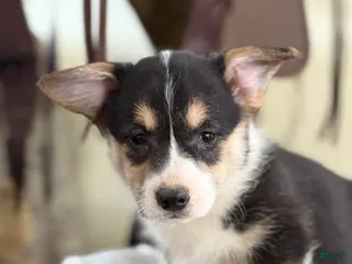 Welsh Corgi Pembroke dogs for sale: Fudge - Ad 1