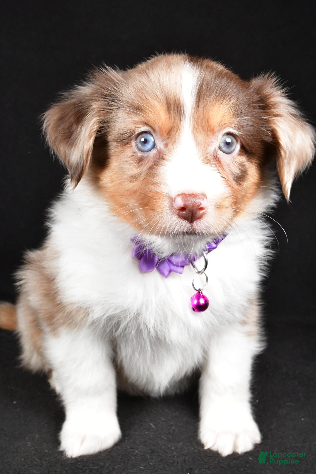 Mini Aussiedoodle dogs for sale: Sadie - Ad 5