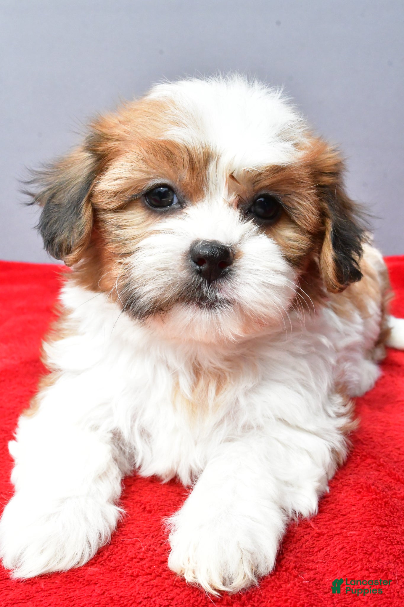 Teddy Bear dogs Tuffy - Ad 2