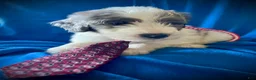 Sheepadoodle dogs for sale: Sheepadoodle Puppy 11 - Ad 2