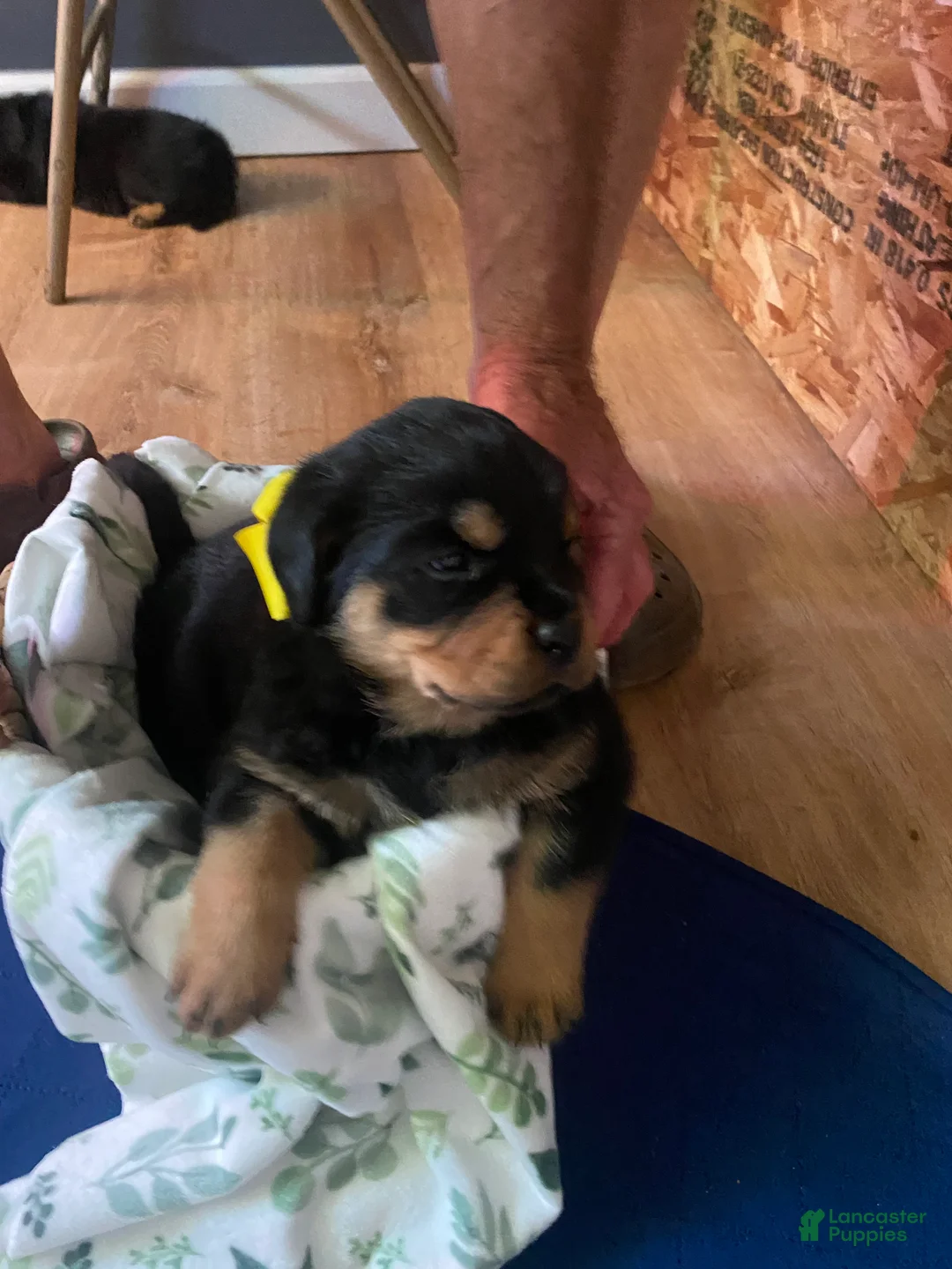 Rottweiler dogs for sale: Rottweiler Puppy 7 - Ad 2
