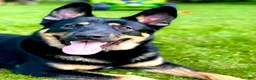 Mixed Breed dogs for sale: Mixed Breed 1 - Ad 11