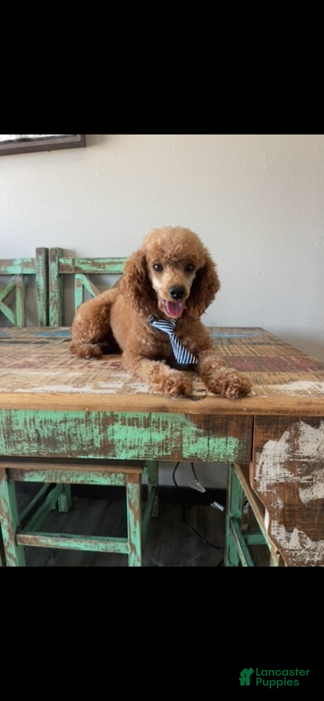 Toy Poodle dogs for sale: Akc Clear Red Boy Milo - Ad 10