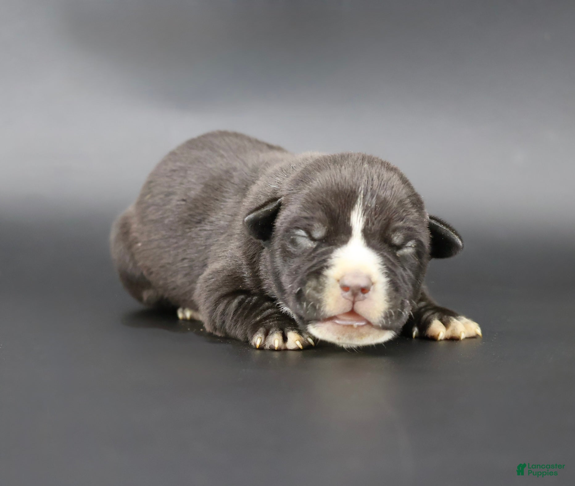 American Bully dogs Amora - Ad 36