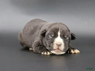 American Bully dogs Amora - Ad 36