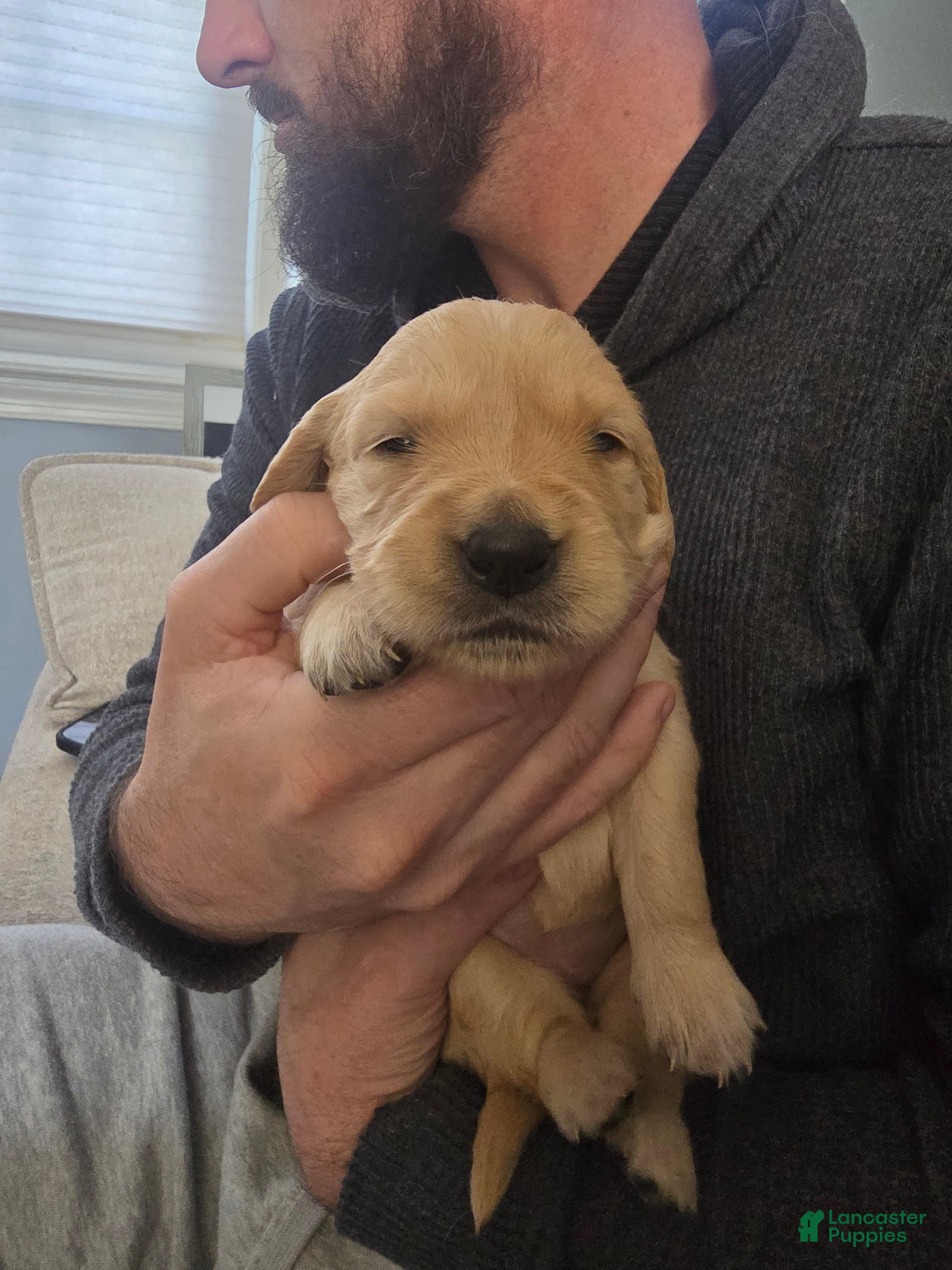 Golden Retriever dogs Golden Retriever Puppy 1 - Ad 2