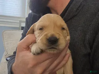 Golden Retriever dogs Golden Retriever Puppy 1 - Ad 9