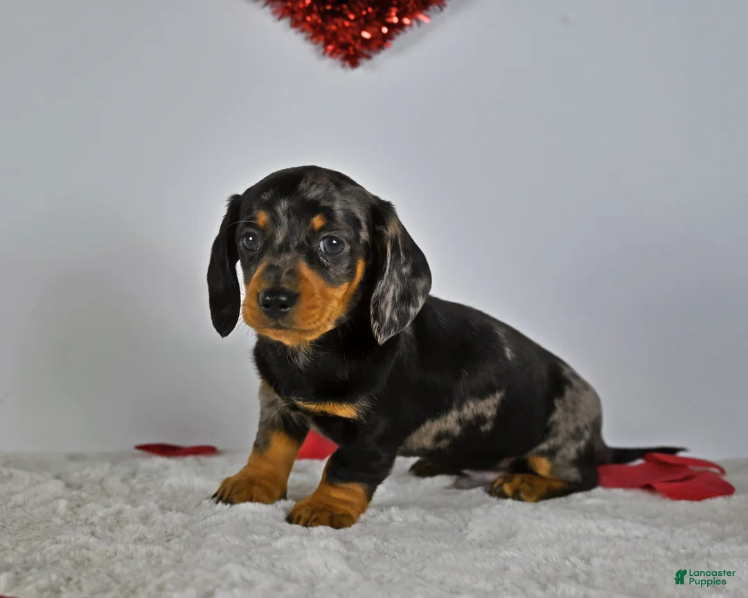 Miniature Dachshund dogs for sale: Thomas - Ad 3