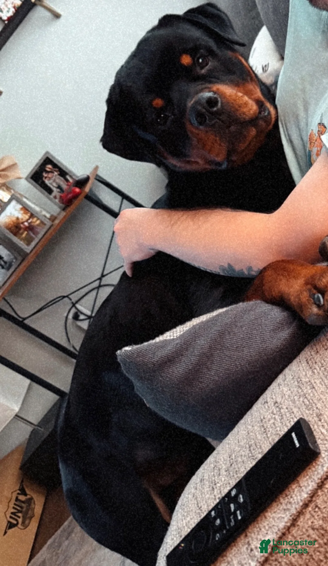 Rottweiler dogs for stud: Tank Smith II  - Ad 1