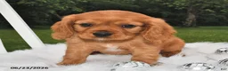 Beaglier dogs for sale: Copper - Ad 2