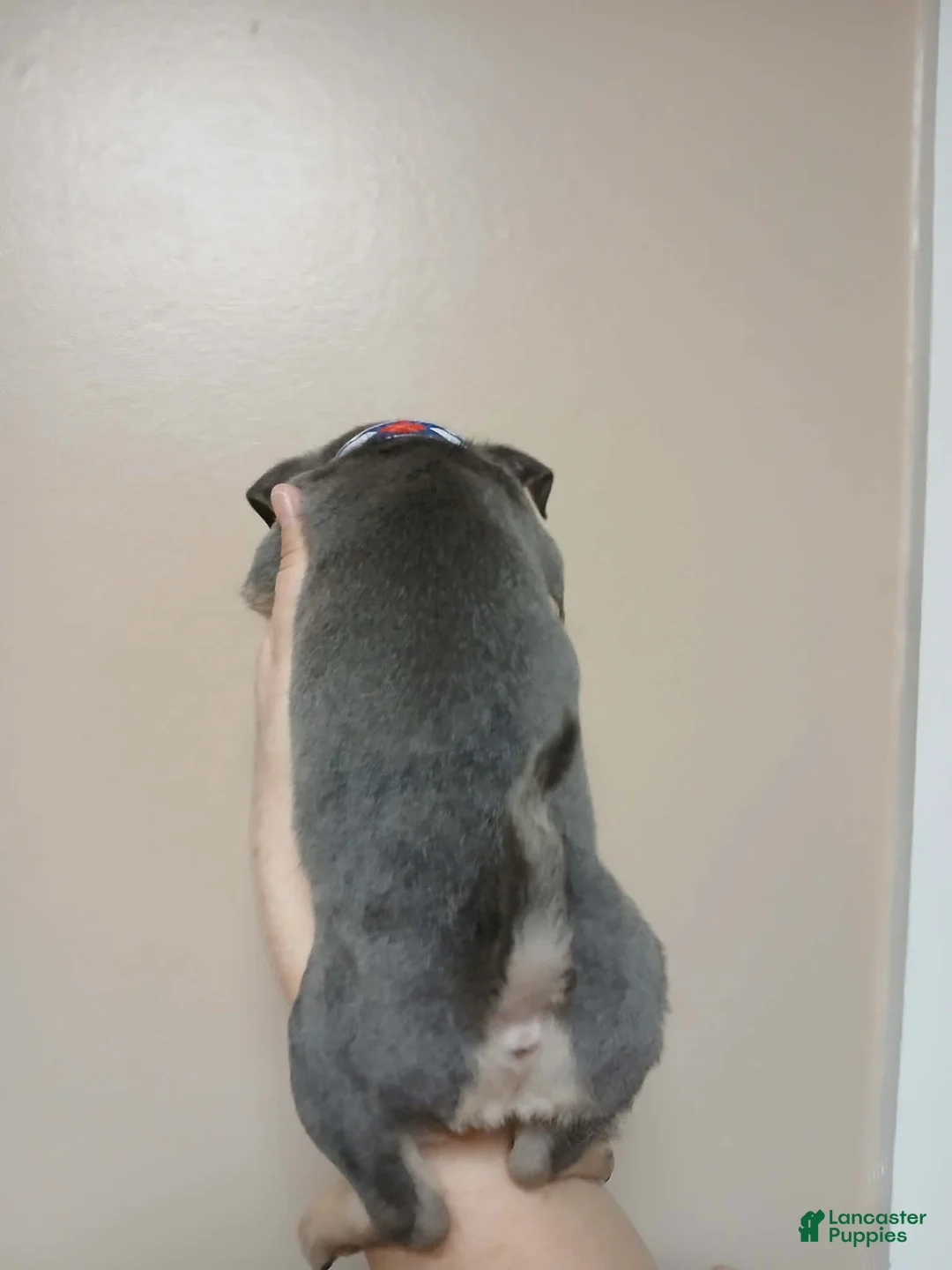 Chihuahua dogs for sale: Steel (toy) - Ad 9