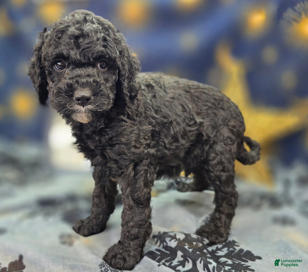 Cockapoo dogs for sale: Crescent - Ad 11
