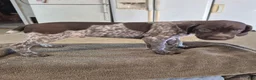 German Shorthaired Pointer dogs for sale: 3 German Shorthaired Pointer puppies  - Ad 5
