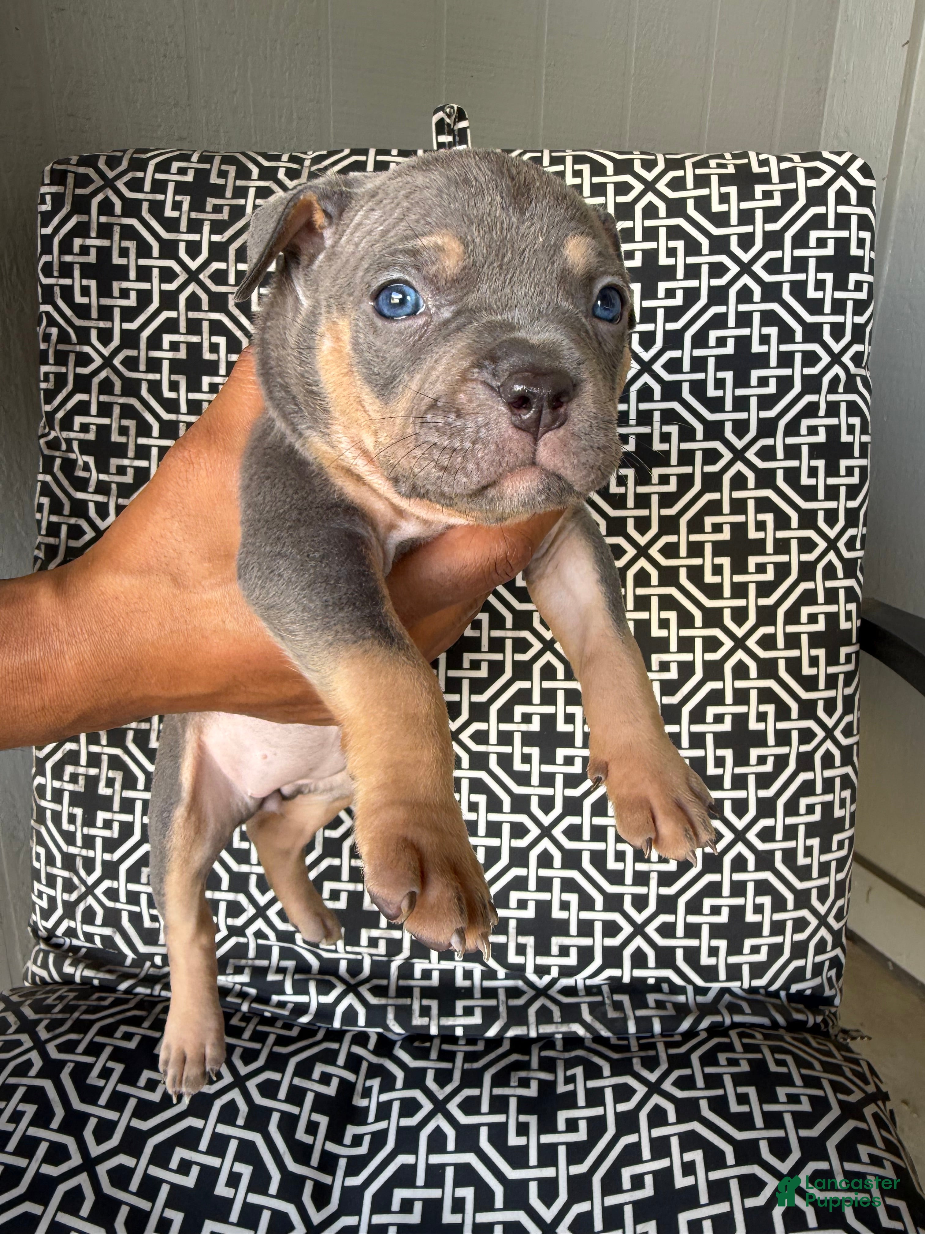 American Bully dogs for sale: American Bully 6 - Ad 34