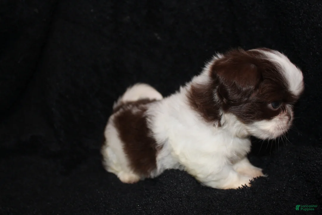 Shih Tzu dogs for sale: Rodger - Ad 4