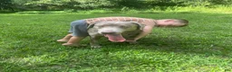 Labrador Retriever dogs for sale: Donut - Ad 11