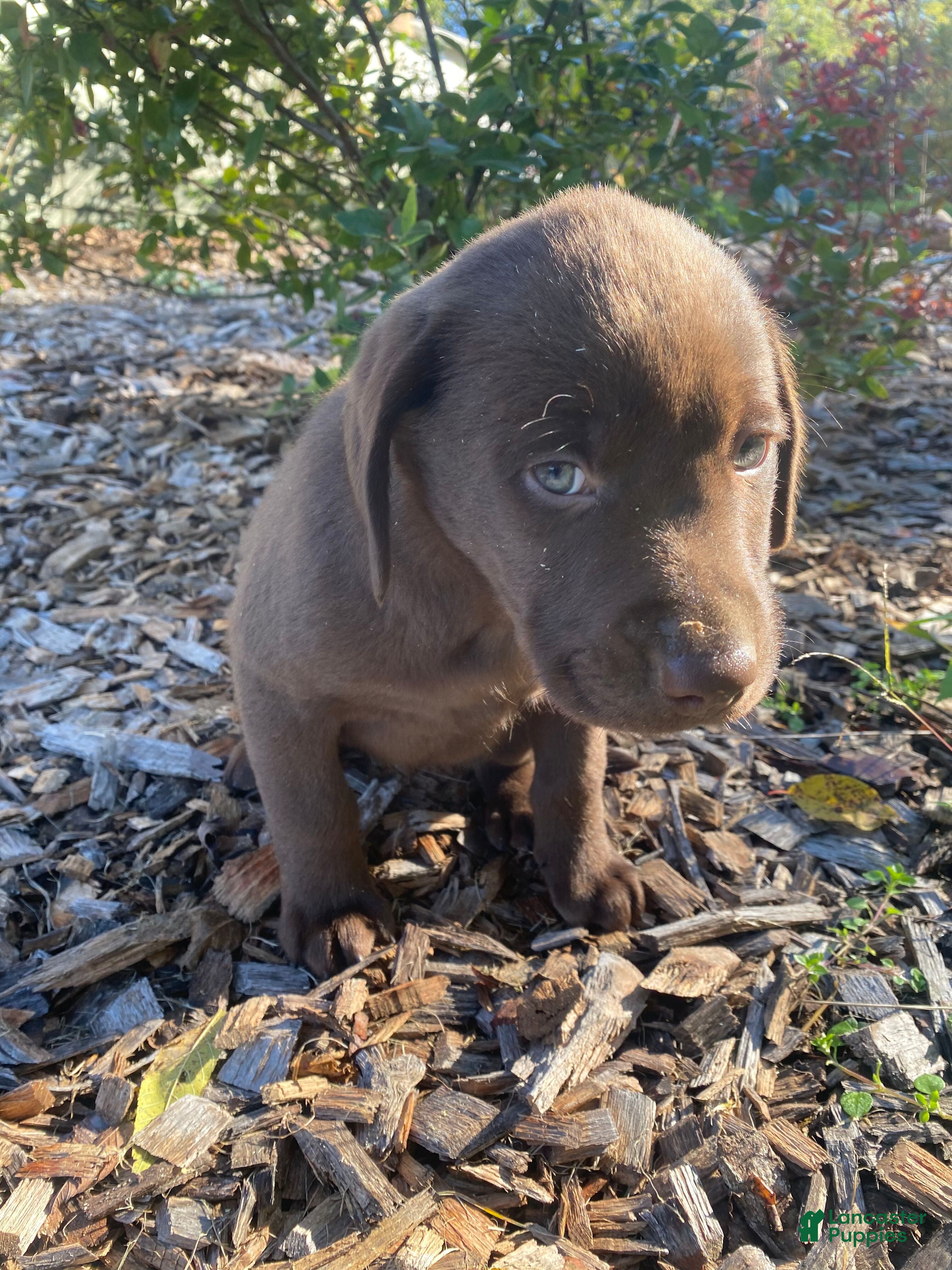 Labrador Retriever dogs Max - Ad 2
