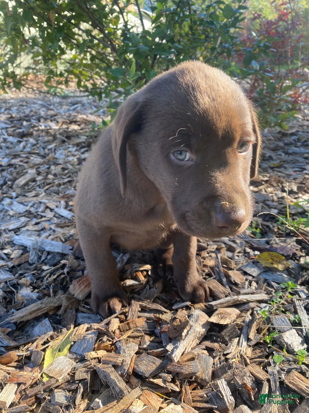 Labrador Retriever dogs for sale: Max - Ad 2