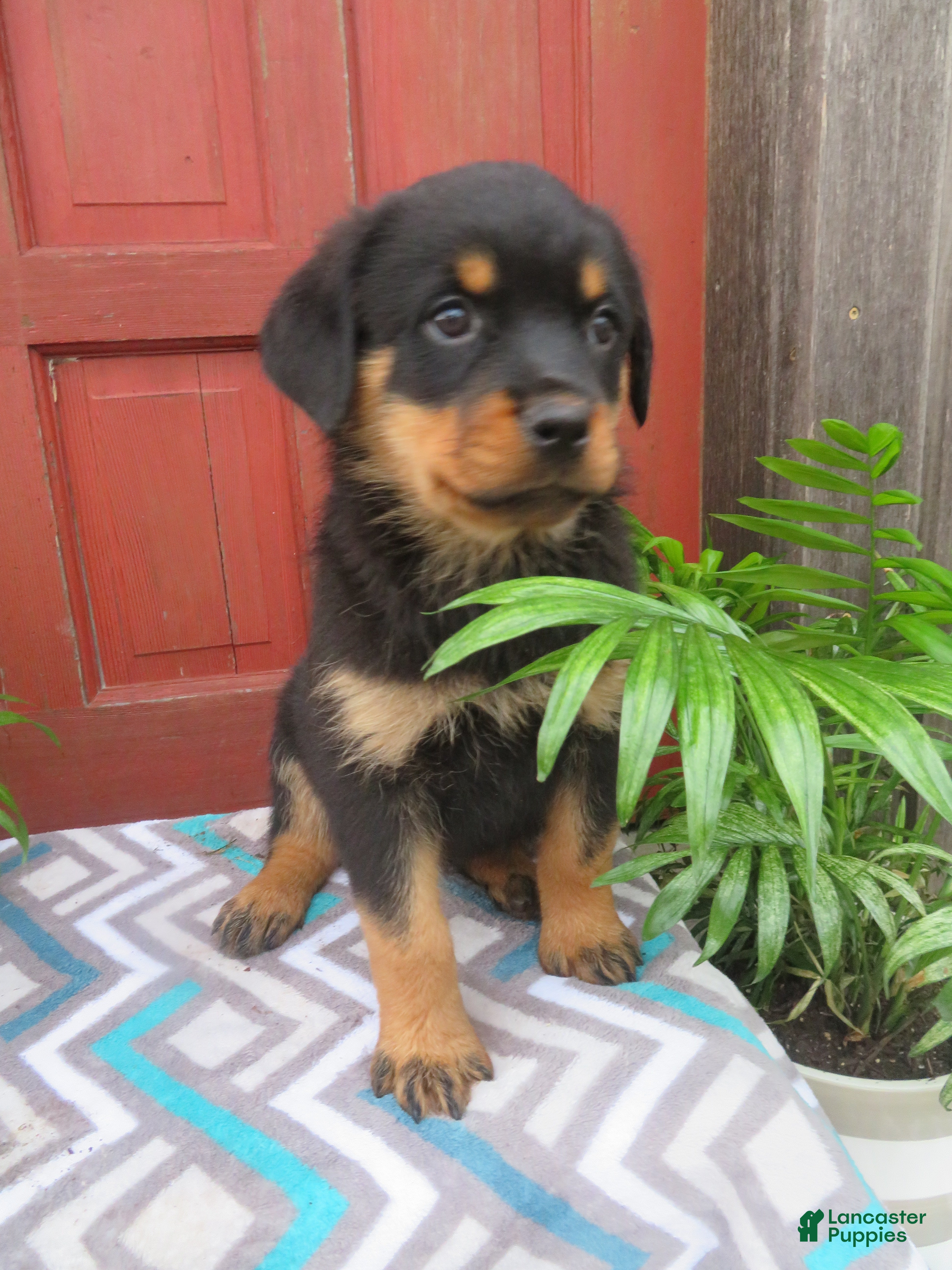 Rottweiler dogs Lindsey - Ad 2